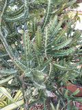 Large Rooted Euphorbia Lactea Candelabra Milk Stripe Cactus Plant - Unique Dragon Bones Succulent in 4-inch Pot