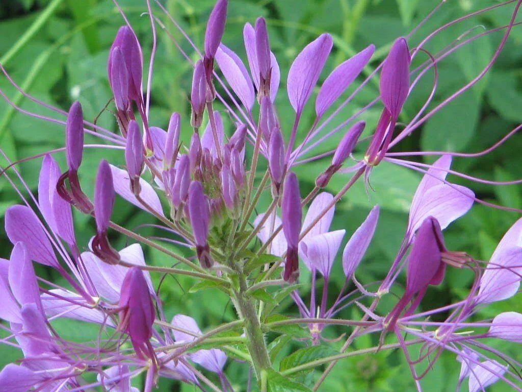 Cleome Purple Spider Plant Seeds - Non-GMO Pollinator-Friendly Seeds for Bees & Butterflies - Cleome hassleriana