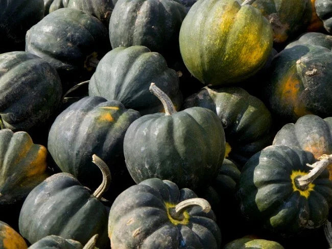 Winter Squash Seeds - 200 Count Table King Acorn Heirloom, Sweet Flavorful Variety, Bulk Gardening Seeds, Cucurbita pepo