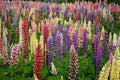 Russell Lupine Seeds - Mixed Colors, Non-GMO, Garden Flower Seeds, Lupinus polyphyllus, Perennial, Attracts Pollinators