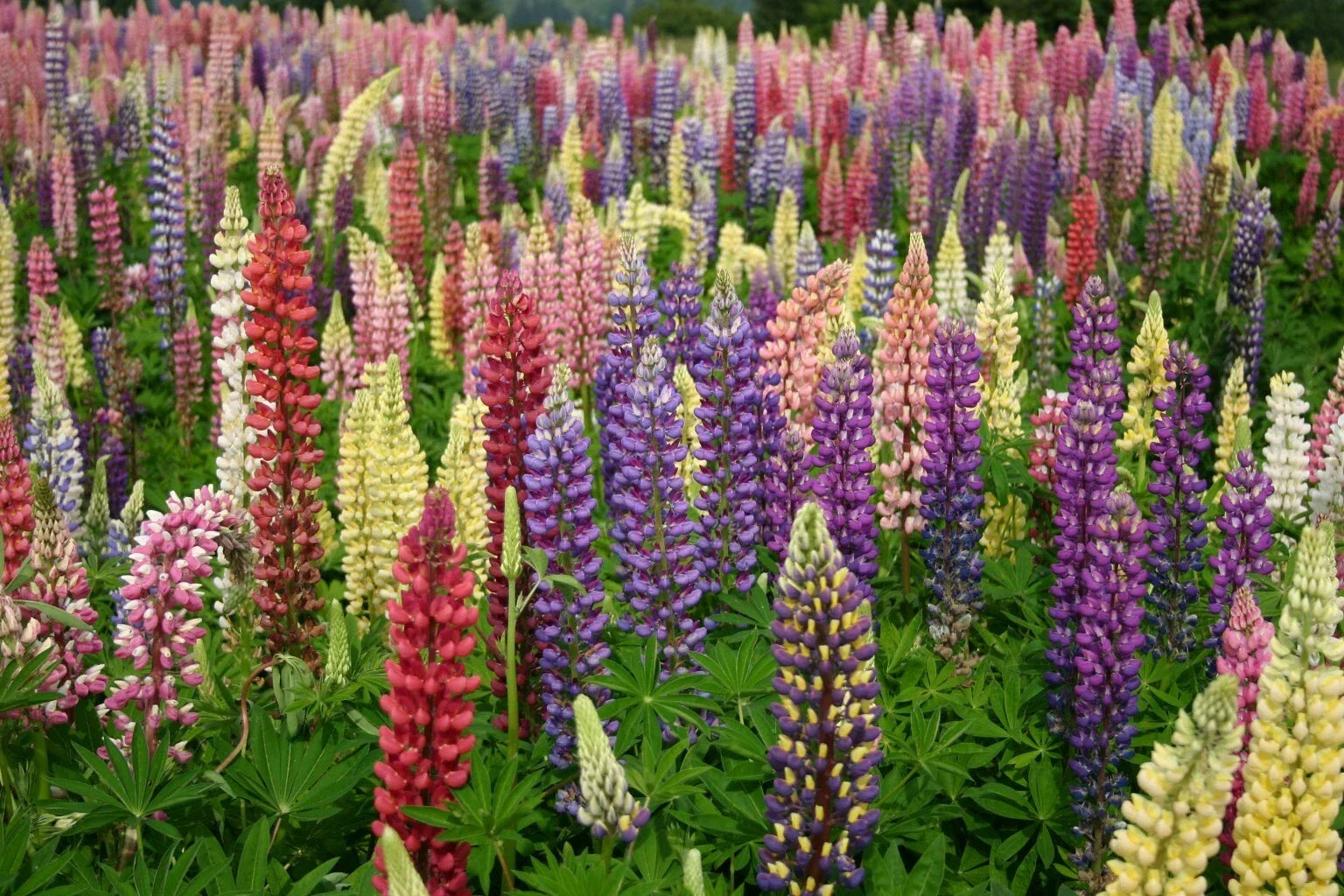 Russell Lupine Seeds - Mixed Colors, Non-GMO, Garden Flower Seeds, Lupinus polyphyllus, Perennial, Attracts Pollinators