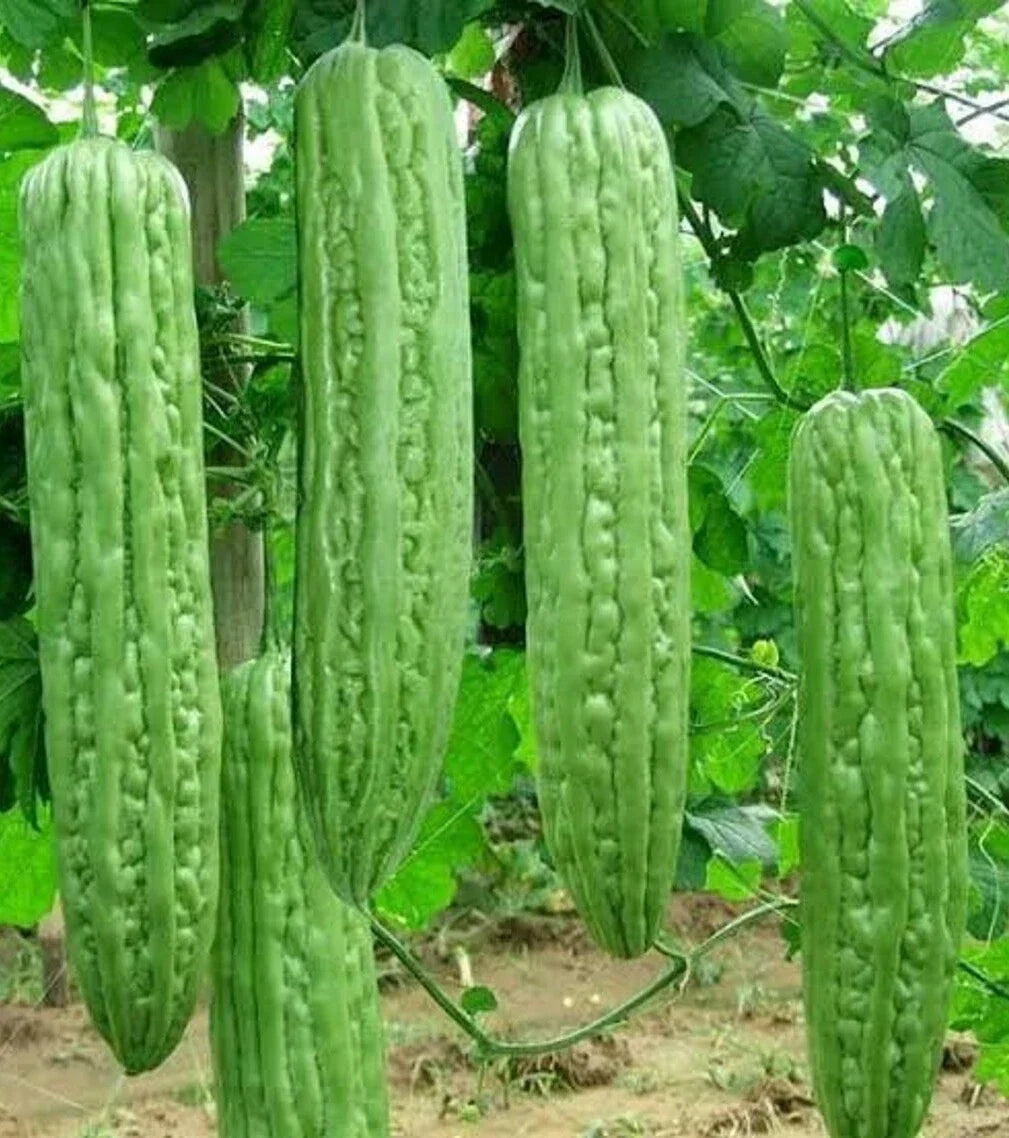 Bitter Gourd Seeds – Long Green Skin Heirloom Momordica charantia Vegetable Pack of 10+ Seeds