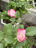 Candy Cane Cocktail Shrub Rose Live Plant 1 QT Rosa 'Candy Cane Cocktail' Colorful Blooming Garden Plant
