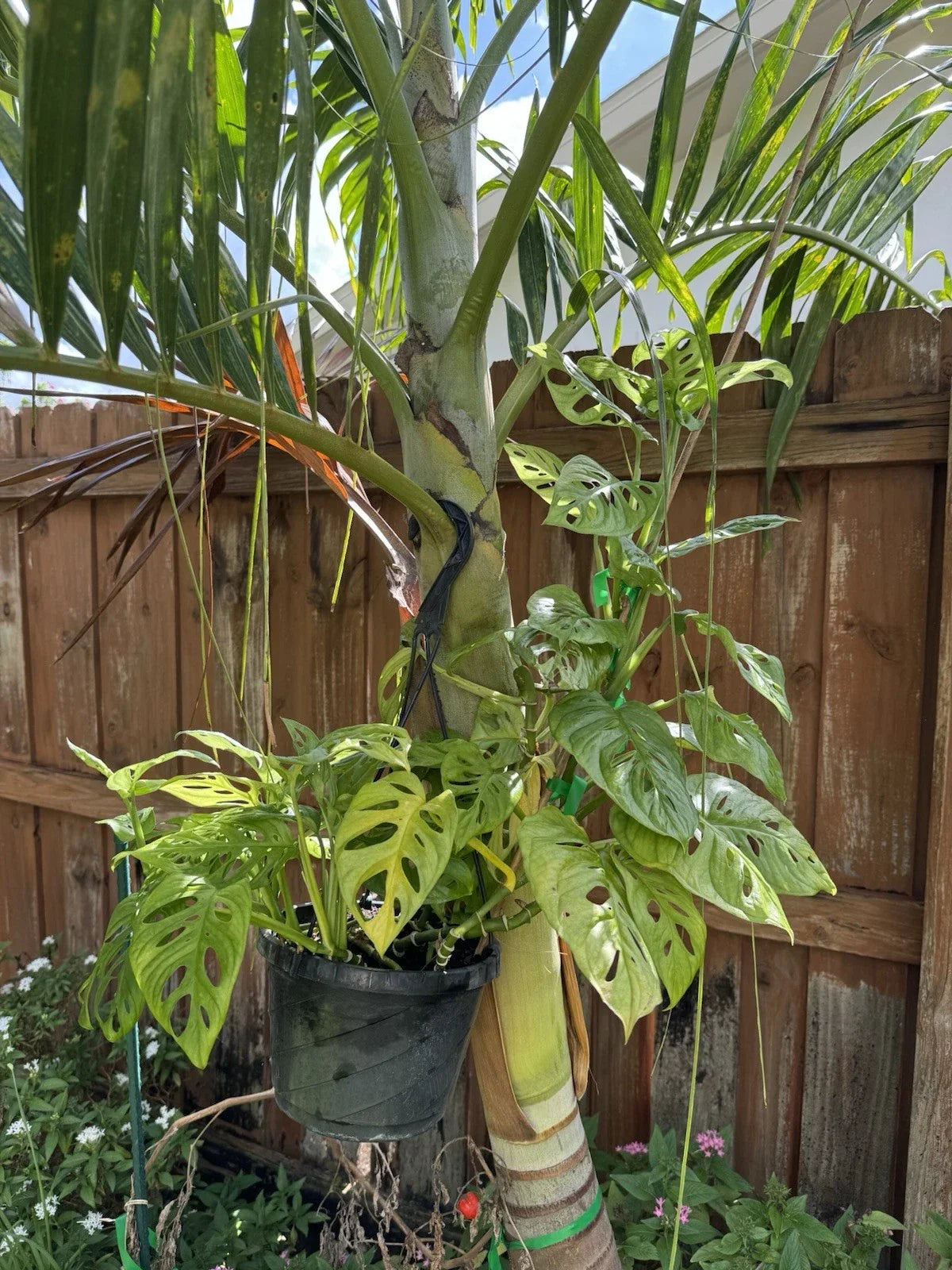 Monstera Plant Cutting - Swiss Cheese Variety - Rooted Indoor Houseplant - Monstera adansonii