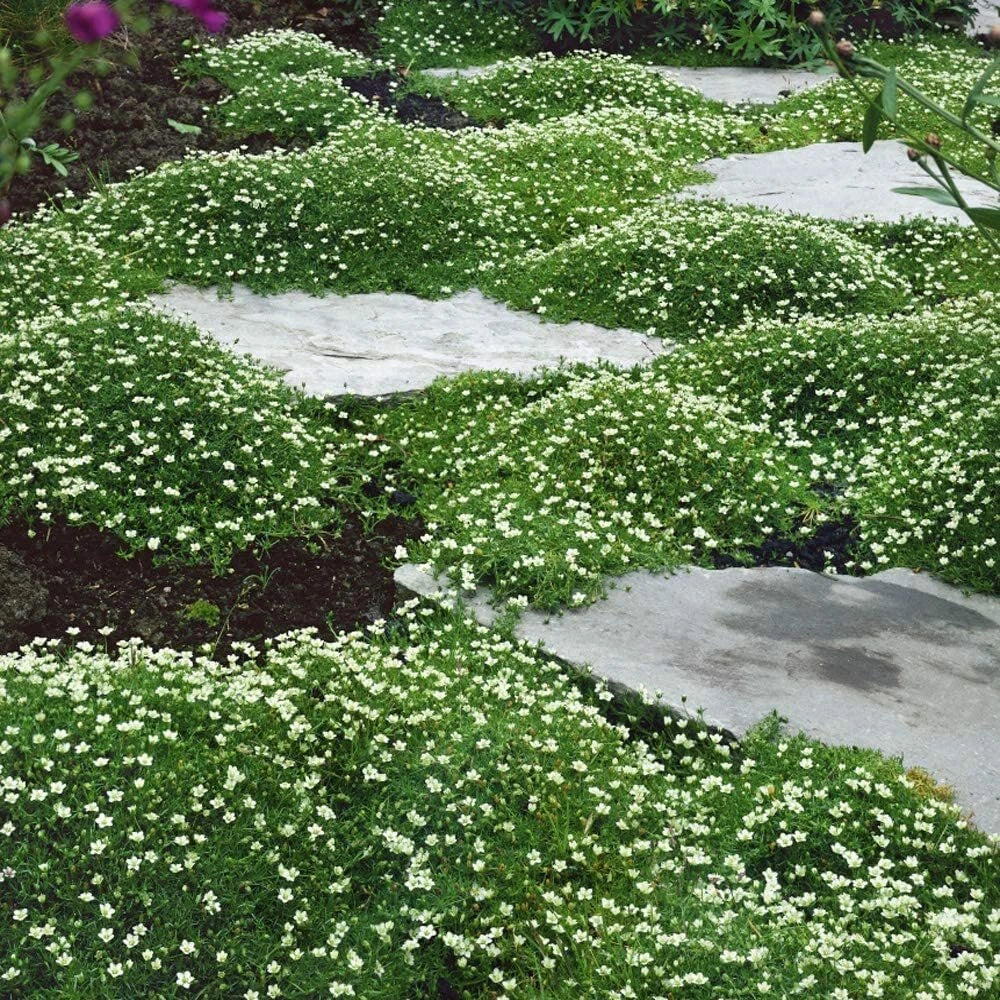Irish Moss Seeds - 1 oz Ground Cover Plant Sagina subulata for Landscaping and Garden Paths