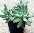 Pachyveria Blue Pearl Succulent Plants - 2 Inch Diameter, Easy Care Indoor Garden, Pachyveria glauca