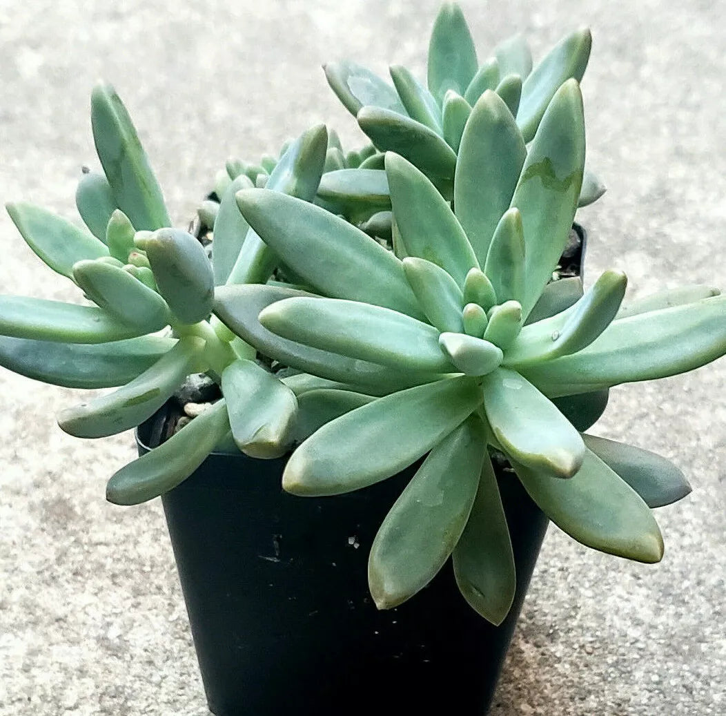 Pachyveria Blue Pearl Succulent Plants - 2 Inch Diameter, Easy Care Indoor Garden, Pachyveria glauca