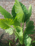 Alocasia 'Calidora' - Elephant Ear Indoor Plant - Tropical Foliage - Scientific Name Alocasia x 'Calidora
