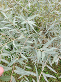Edelweiss Willow Tree Cutting, Salix alba 'Edelweiss', Fast Growing Hedge or Shade Plant, Propagation Material