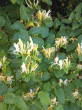 Japanese Honeysuckle Vine Cuttings, Lonicera Japonica, Fragrant Green Foliage, Climbing Garden Plant, 10 Unrooted Cuttings