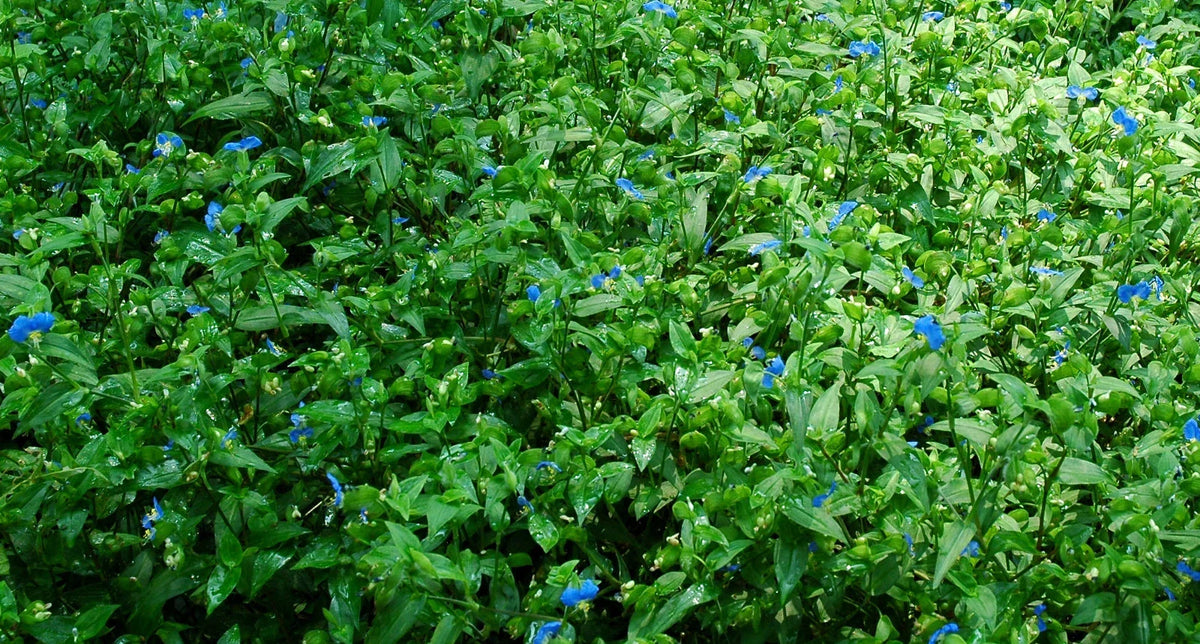 Spiderwort Day Lily Cuttings 10x, Blue Flowers, Commelina spp., Indoor Outdoor Garden Starter