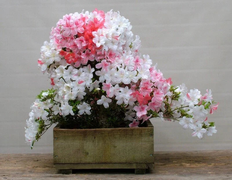 Azalea Starter Plant - Multi-Color Deciduous Rhododendron in 4-Inch Pot for Gardens & Landscapes