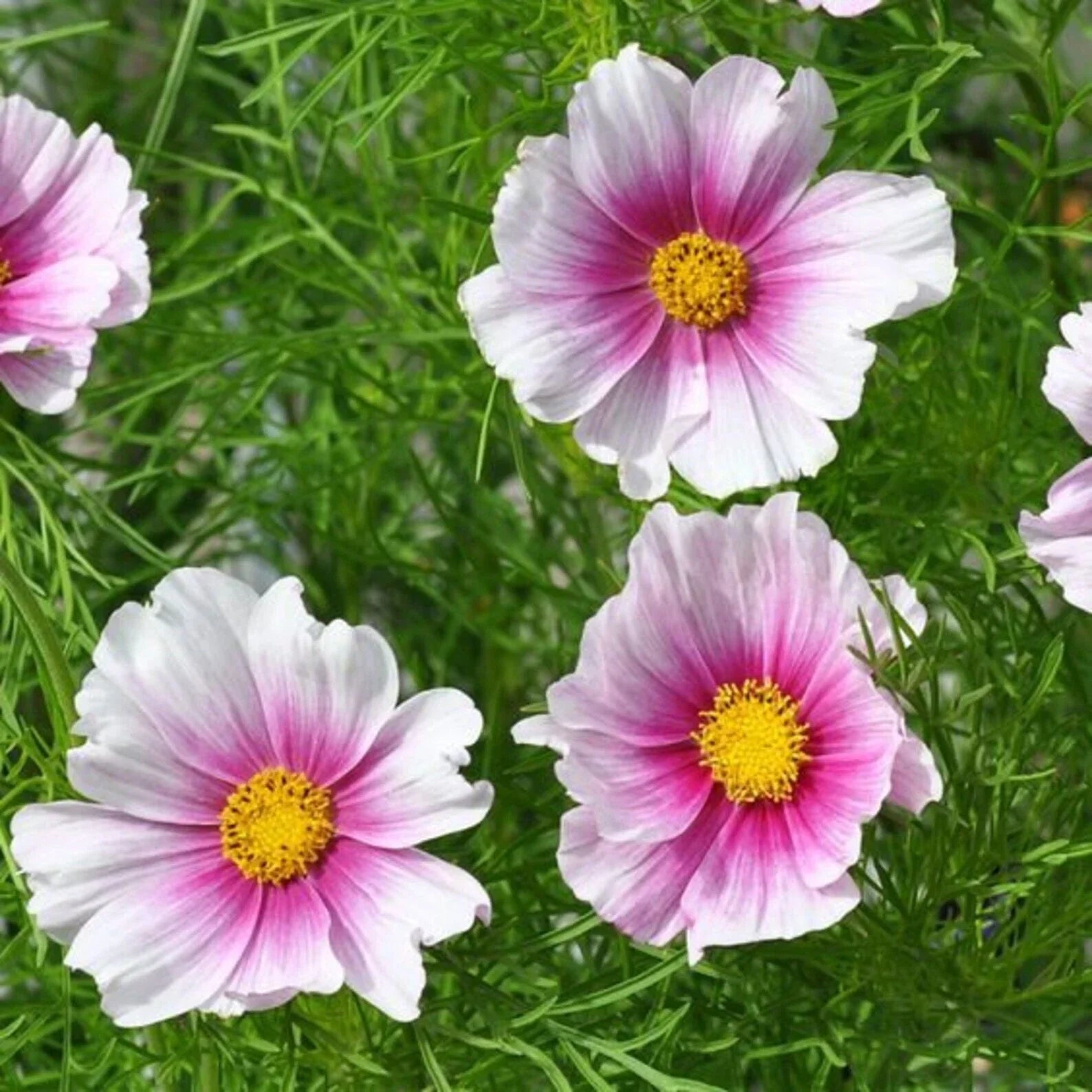 Cosmos bipinnatus Seeds - 100 Pack, Colorful Butterfly Attracting Flowers, Easy to Grow, Garden Seeds for Borders & Containers