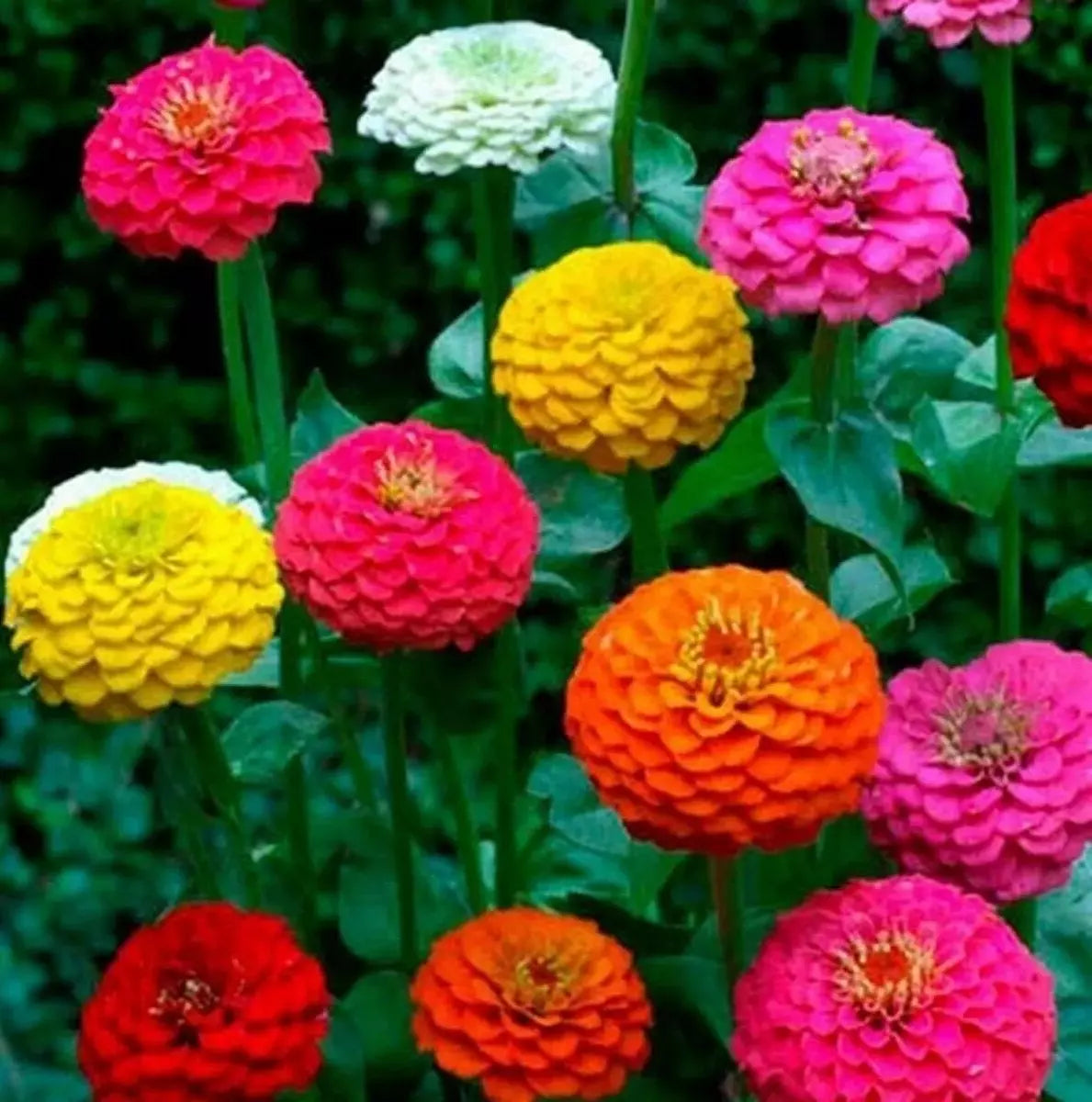 Zinnia Seeds - 200+ Count, Cut and Come Again, Butterfly & Hummingbird Attracting, Zinnia elegans, Assorted Colors