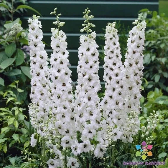 Magic Fountains White Bee Delphinium Seeds – Perennial Flower Seeds for Borders & Cut Flowers, 200+ Seeds, Delphinium elatum