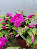 Thanksgiving Cactus Cuttings 5 Pack Unrooted Schlumbergera truncata Fuchsia Propagation