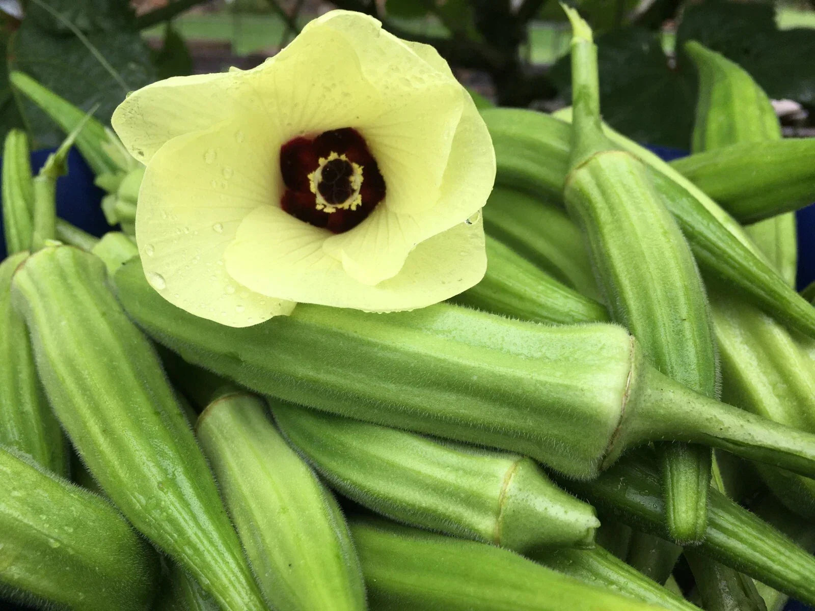 Clemson Spineless Okra Seeds - Non-GMO Heirloom Vegetable Seeds for Gardening - Abelmoschus esculentus, 100+ Seeds Pack