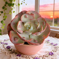 Echeveria Heart Moon Variegata Bare Root Succulent - Rare Indoor Plant for Home Décor