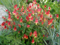 Wild Columbine Perennial 3-Inch Pot Native Red & Yellow Aquilegia canadensis Hummingbird Magnet