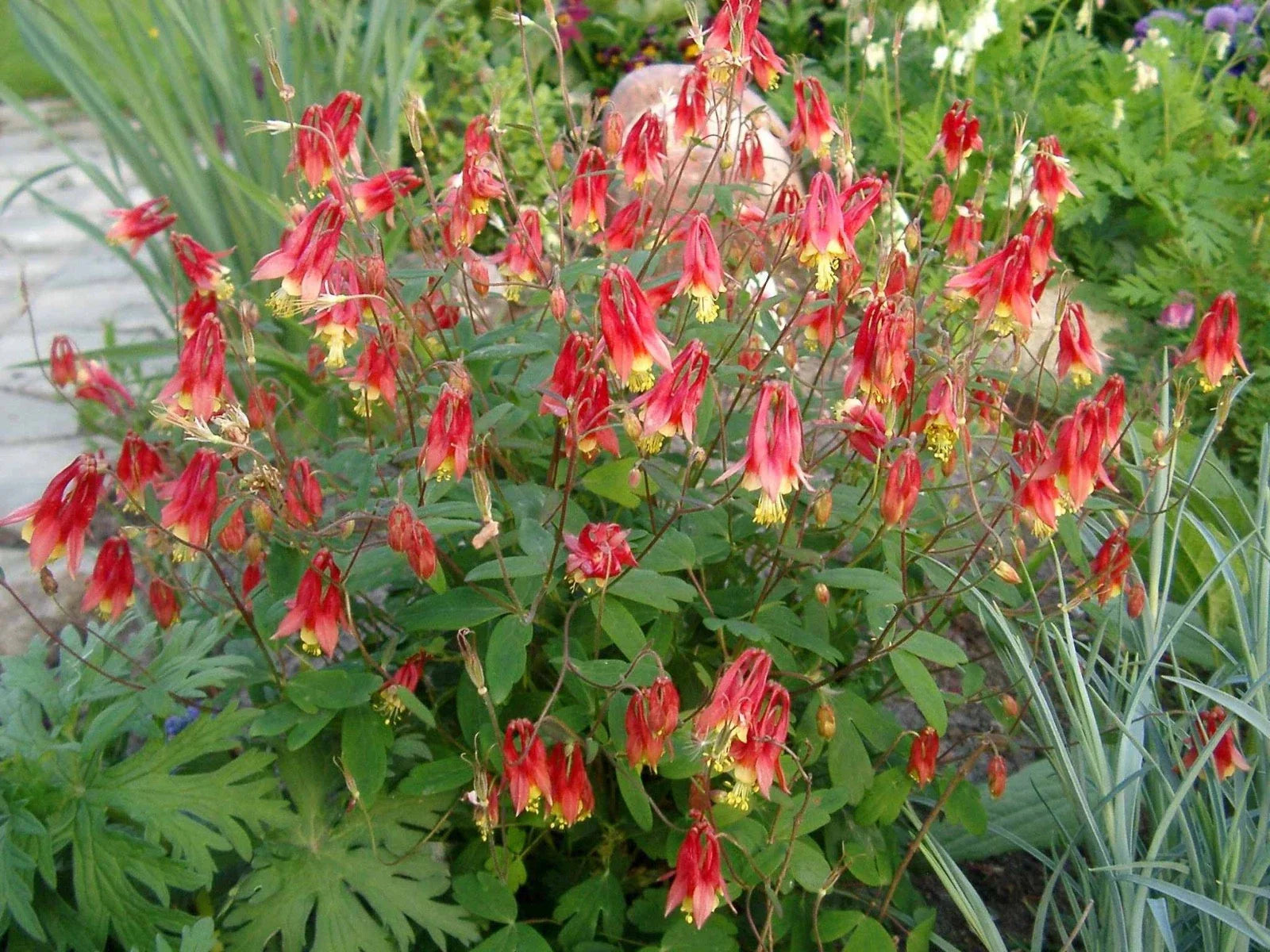 Wild Columbine Perennial 3-Inch Pot Native Red & Yellow Aquilegia canadensis Hummingbird Magnet