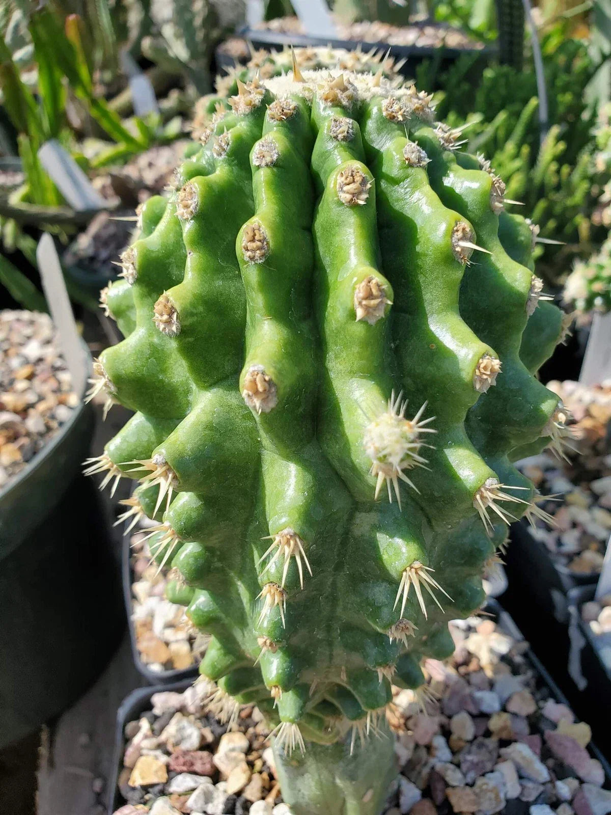 Echinocactus grusonii 'Knobby' Grafted Cactus - Low Maintenance Indoor Succulent