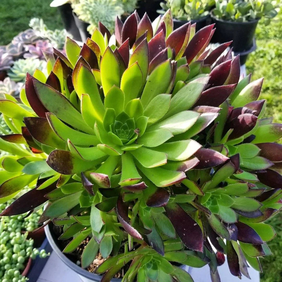 Aeonium Cutting | Low Mounding | Purple Foliage | Aeonium arboreum 'Merlot' Succulent Plant