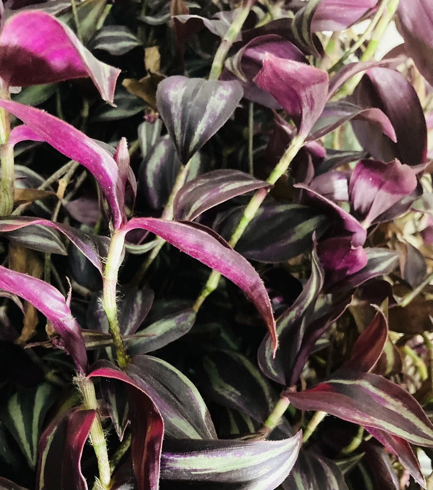 Rooted Burgundy Purple Wandering Jew Plant Cuttings, Tradescantia Zebrina, 4 Pack, Indoor Houseplant, Trailing Foliage
