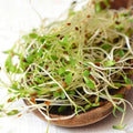 Bulk Alfalfa Seeds for Microgreens, Cover Crops & Gardens | Non-GMO Medicago sativa Seed Pack
