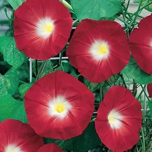 Red Morning Glory Seeds - 100 Count, Ipomoea coccinea, Vibrant Climbing Flower for Gardens & Landscaping