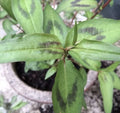 8 Live 4"-5" Vietnamese Coriander Plants Rau Ram Rooted in Soil Culinary Herb