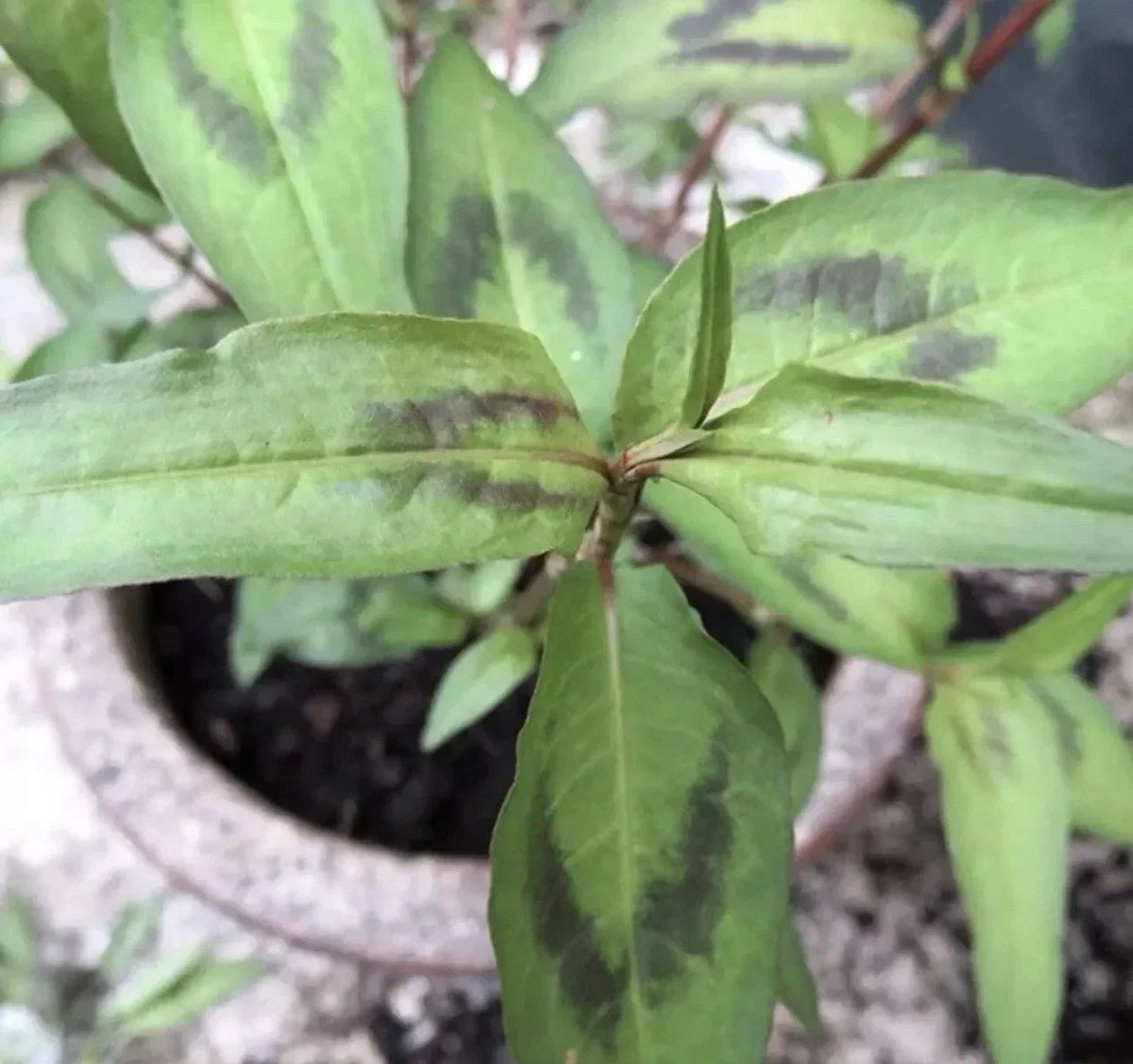 8 Live 4"-5" Vietnamese Coriander Plants Rau Ram Rooted in Soil Culinary Herb