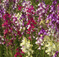 Snapdragon Seeds Tall Mix - Over 10,000 Antirrhinum majus Annual Cut Flowers in Mixed Colors, Garden Borders & Bouquets