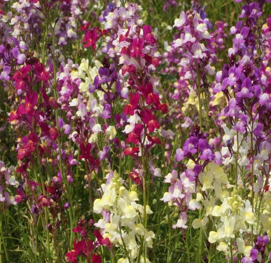 Snapdragon Seeds Tall Mix - Over 10,000 Antirrhinum majus Annual Cut Flowers in Mixed Colors, Garden Borders & Bouquets