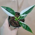 Rare Philodendron White Princess Plant - Variegated Aroid in 3" Pot - Indoor Collector's Plant - Philodendron erubescens