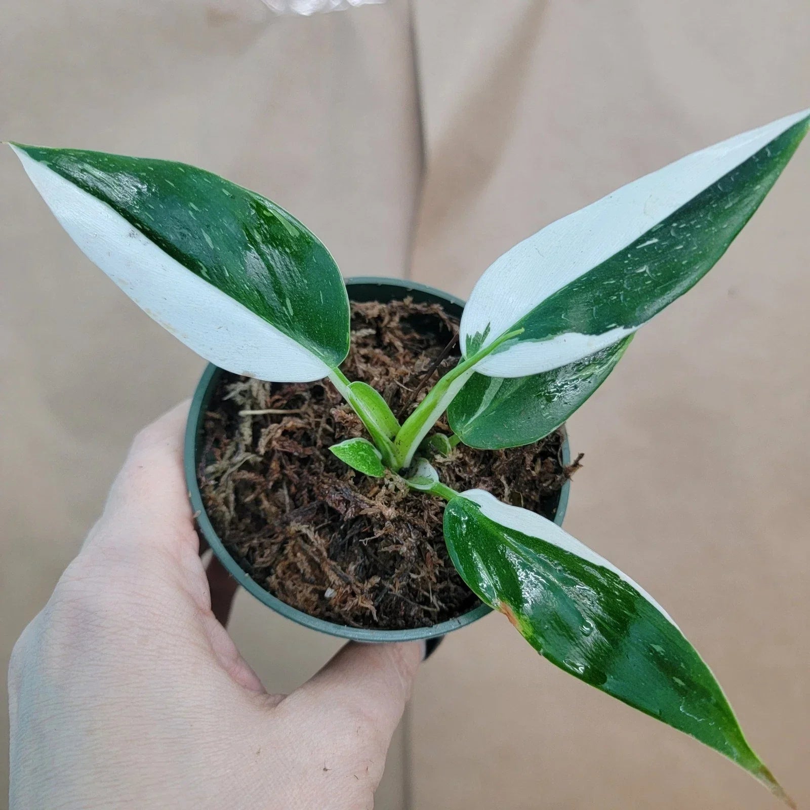Rare Philodendron White Princess Plant - Variegated Aroid in 3" Pot - Indoor Collector's Plant - Philodendron erubescens