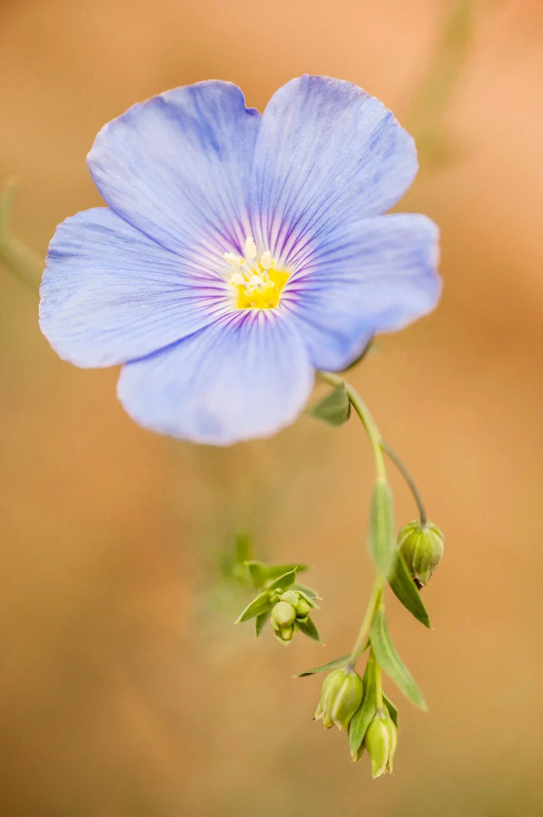 Blue Linen Flax Flower Seeds – Perennial Wildflower, Blue & Purple Blooms, Linum perenne, 2000+ Seeds