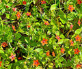 Scarlet Pimpernel Herb Seeds - 100+ Anagallis arvensis Annual Plant for Garden Borders and Containers