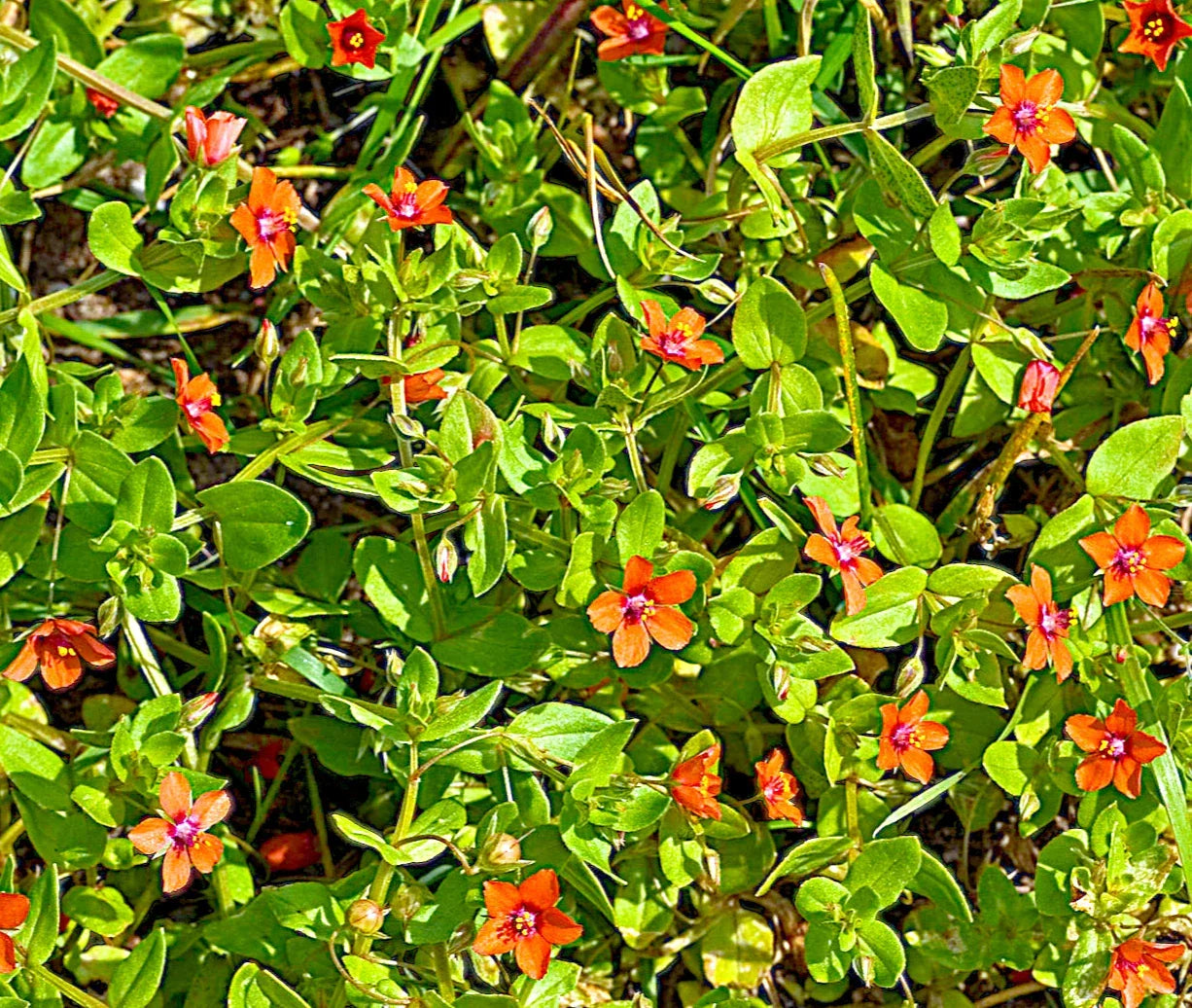 Scarlet Pimpernel Herb Seeds - 100+ Anagallis arvensis Annual Plant for Garden Borders and Containers