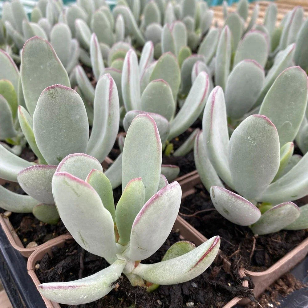 Cotyledon 'Silver Peak' Succulent Bare Root 4-inch Rare Silver Foliage Drought-Tolerant Plant
