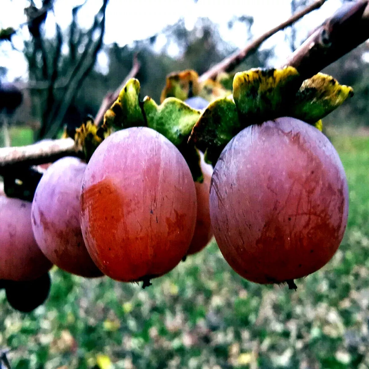 Date Plum Seeds - Mediterranean Persimmon Diospyros Lotus Fruit Tree Seeds for Home Garden, Drought-Resistant, Easy to Grow