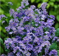 Forget Me Nots Seeds - Ultramarine Dwarf Blue - Non-GMO Myosotis sylvatica - 200 Seeds for Borders, Containers & Ground Cover
