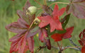 Guardsman Crabapple Seeds - 25+ Malus 'Guardsman' Deciduous Tree for Garden Planting, Landscaping