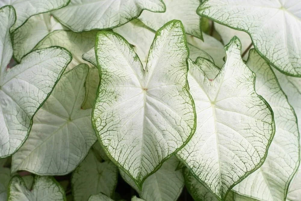 White Caladium Bulb for Planting - Indoor/Outdoor Easy Grow Caladium bicolor