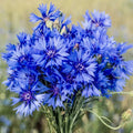 Cornflower Seeds 200 Count | Wildflower Variety | Centaurea Cyanus | Easy to Grow Pollinator Attracting Flowers