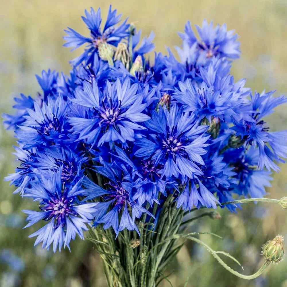 Cornflower Seeds 200 Count | Wildflower Variety | Centaurea Cyanus | Easy to Grow Pollinator Attracting Flowers