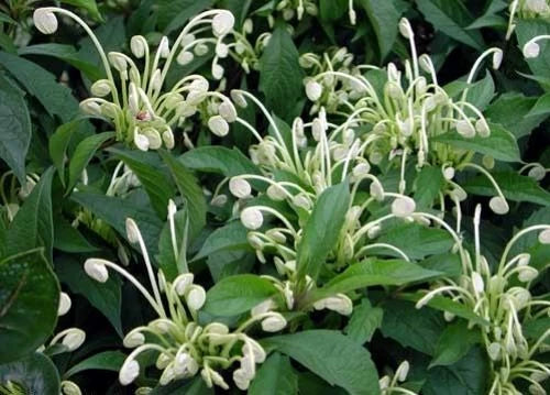 Clerodendrum Incisum Starter Plant - Rare Musical Notes Foliage, Fragrant Flowers, Well-Rooted Small Plant for Indoor & Outdoor Gardens