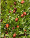 Bare Root Chinese Jujube Tree Honey Jar Variety - Ziziphus jujuba, 4 Feet Tall, Drought-Resistant, Fruit Tree for Garden or Orchard