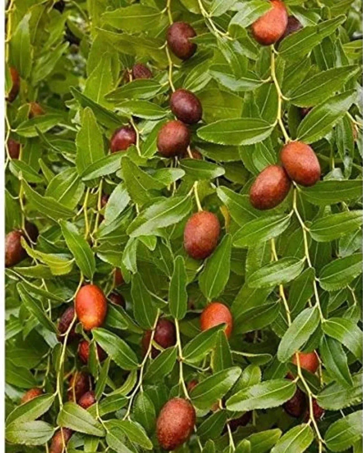 Bare Root Chinese Jujube Tree Honey Jar Variety - Ziziphus jujuba, 4 Feet Tall, Drought-Resistant, Fruit Tree for Garden or Orchard