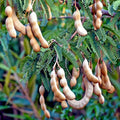 Tamarind Tree Seeds - 5 Pack Tamarindus indica Tropical Fruit Bonsai Plant for Garden & Landscaping