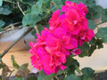 Geranium Cuttings 8-Pack Salmon Pink Double Ivy Pelargonium for Rooting, Cascading Trailing Plant, Pelargonium peltatum